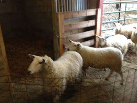 Bred ewes. | Family farm, Breeds, Michigan