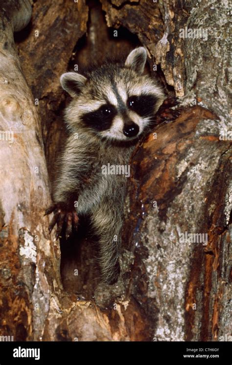 Raccoon nest hi-res stock photography and images - Alamy