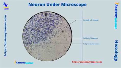 Neuron under Microscope with Labeled Diagram » AnatomyLearner >> The ...