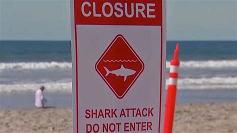 Urgent warning after shark attacks swimmer in San Diego as disturbing ...