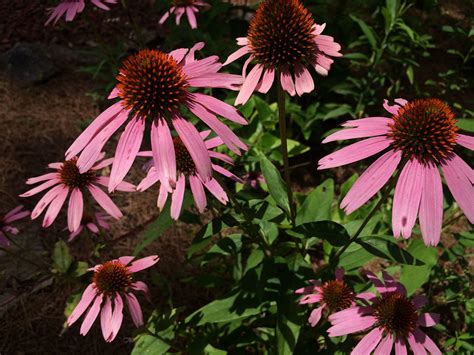 Five Essential Perennials for Florida Gardens — Native Nurseries