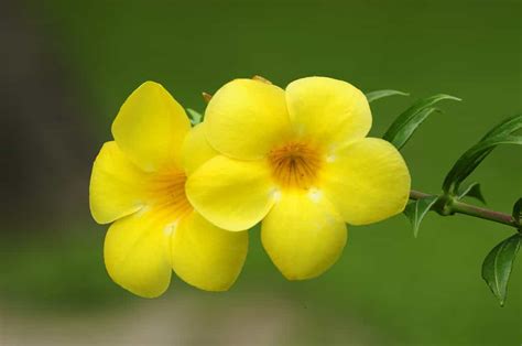 Discover the National Flower of Brazil: The Golden Trumpet - A-Z Animals