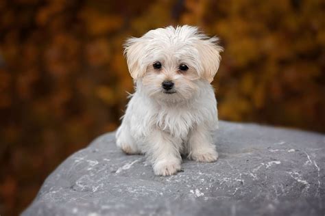 Teacup Maltese - Complete Breed Guide - Animal Corner