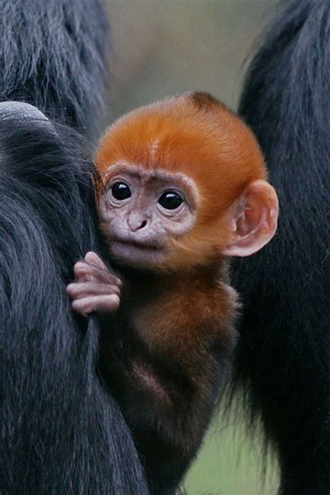 50 Adorable Baby Monkey Pictures That You Must See - Tail and Fur