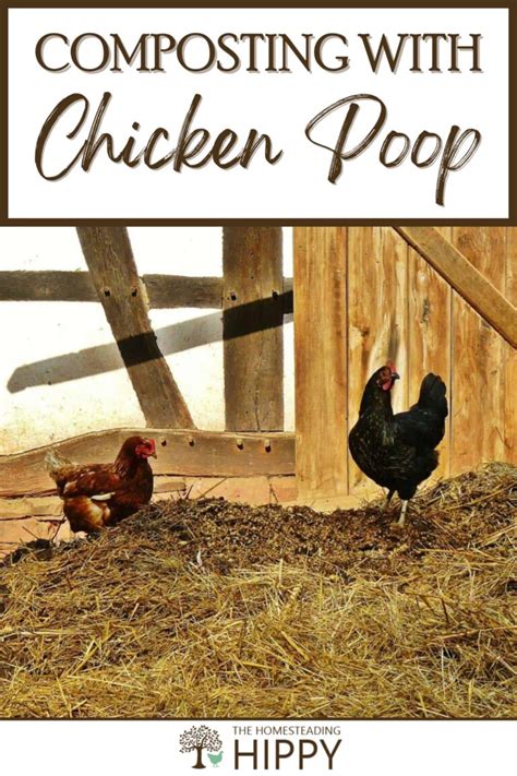 Composting With Chicken Poop: The Right Way To Do It