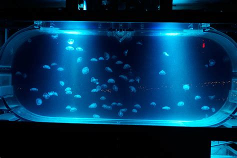 Jellyfish Aquarium Maintenance | Aquarium Services of Oregon LLC.