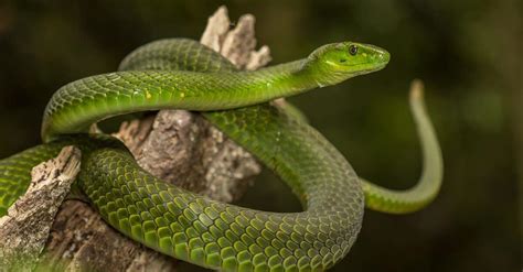 Green Mamba vs Boomslang: What Are The Differences? - AZ Animals