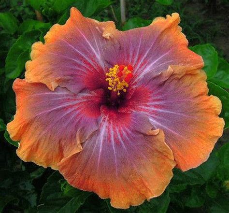 Hardy Giant Hibiscus Flowers Seeds Color: Purple/Orange Qty. | Etsy