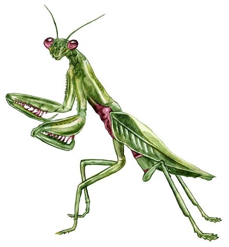 Insetos | Arte Vintage | Mantis tattoo, Praying mantis, Insect art