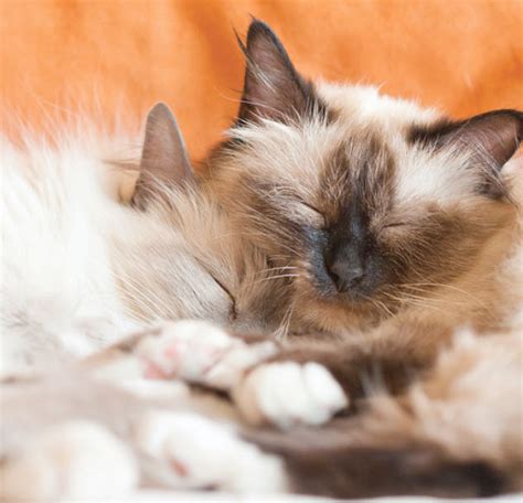 Learn About The Birman Cat Breed From A Trusted Veterinarian