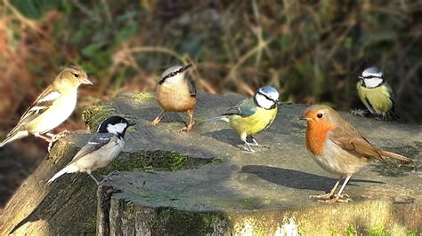 Bird Sounds : Birds Chirping and Singing Extravaganza - YouTube