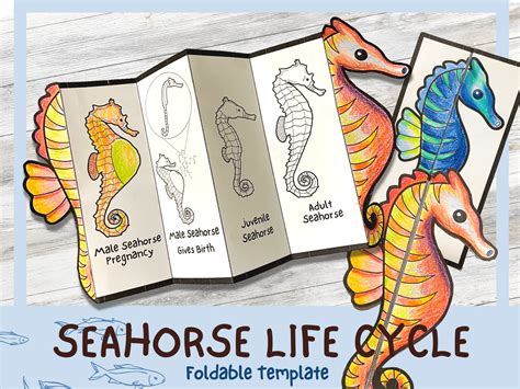 Seahorse Life Cycle for Kids Graphic by Life Blueprints · Creative Fabrica