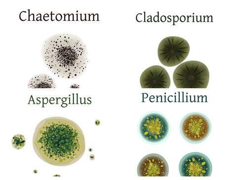 A Look at the Most Common Types of Household Mold