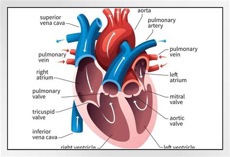 Circulatory System Labeled Heart