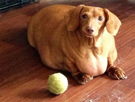 Rescued Morbidly Obese Dachshund Has A Stunning Transformation