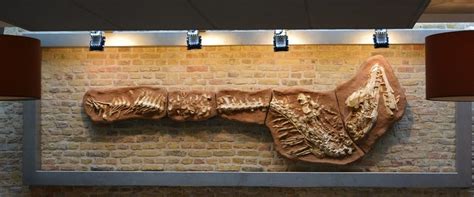 Mosasaur skeleton - Prognathodon sp. - 3.6 m - Catawiki