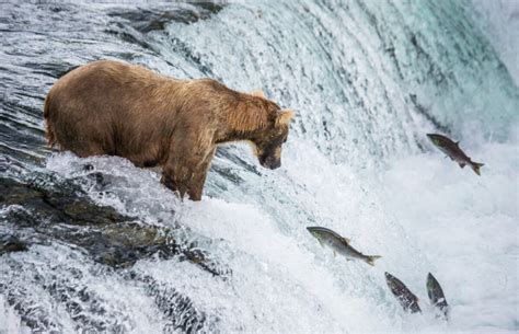 What To Do In Katmai National Park - Horizon Guides