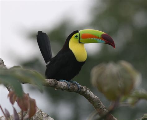 Keel-billed Toucan (Ramphastos sulfuratus)