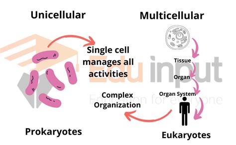 What Are Multicellular Organisms? - Characteristics and Organization