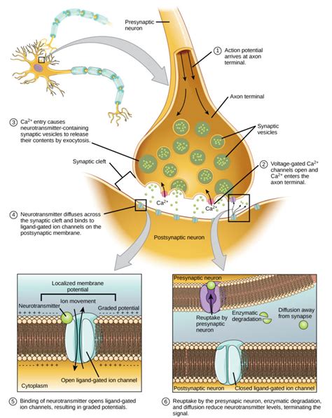 Chemical and Electrical Synapses | Biology for Majors II