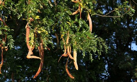 Gleditsia triacanthos | Mellow Marsh Farm