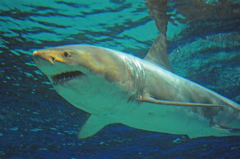 Great White Shark Dies After Three Days in Captivity - The New York Times