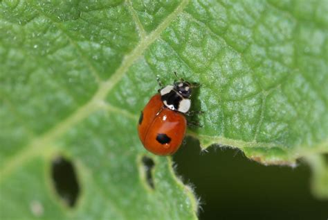 Natural Current Events: Ladybugs of a different spot