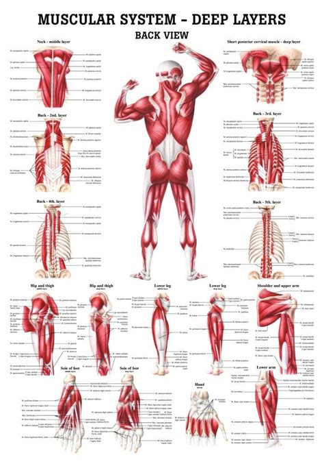 Chart Of Body Muscles