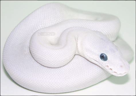 blue eyed leucistic ball python for sale | blue eye lucy ball pythons ...