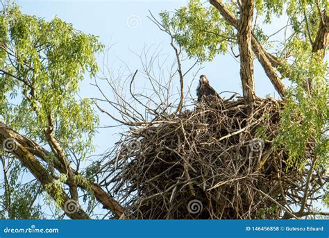 White Tailed Eagle Nest in Danube Delta , Romania Wildlife Bird ...