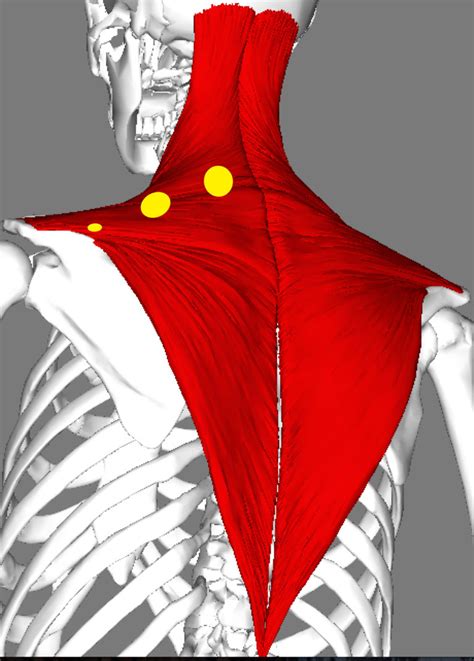 Release Tight Upper Trapezius Muscles