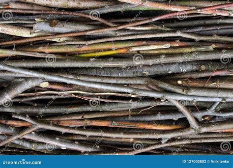 Dry cut brushwood texture stock photo. Image of trunk - 127003802