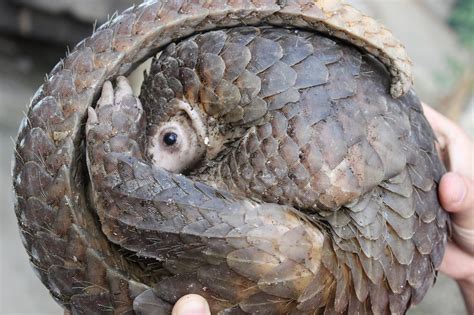 A Pangolin looking for food | Rebrn.com