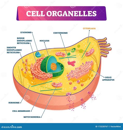 Cell Organelles Biological Anatomy Vector Illustration Diagram Stock ...