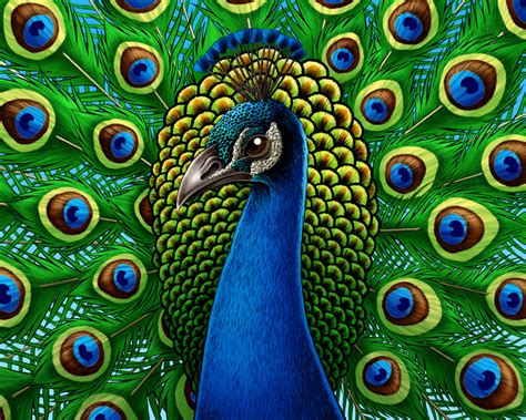 Related image | Peacock pictures, Peacock art, Green art print