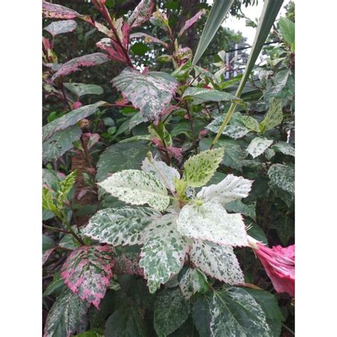 Gumamela Tricolor/Variegated Gumamela (stem cuttings) | Shopee Philippines