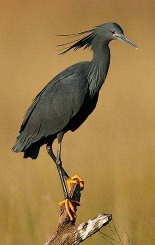 Black Egret (Egretta ardesiaca) Nylsvley South Africa by Warwick - # ...