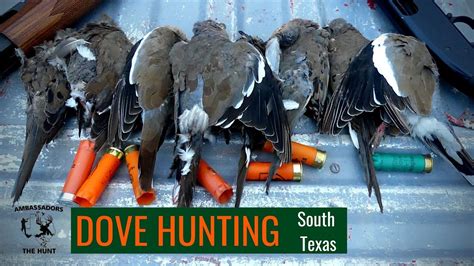 Dove Hunting Texas 2024 - Prudi Carlotta