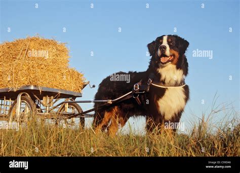 Bernese mountain dog pulling cart hi-res stock photography and images ...