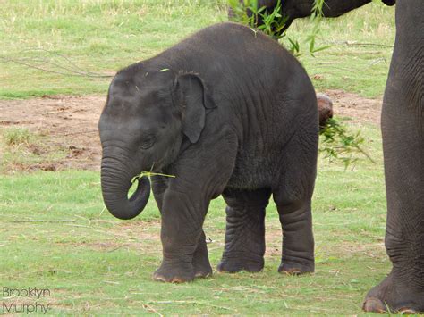 Baby elephant at OKC Zoo Zoo Pictures, Okc, Baby Elephant, Places To Go ...