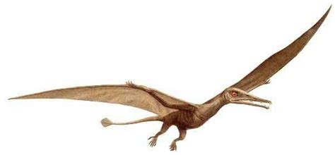 Eudimorphodon | All dinosaurs, Vertebrates, Fossils