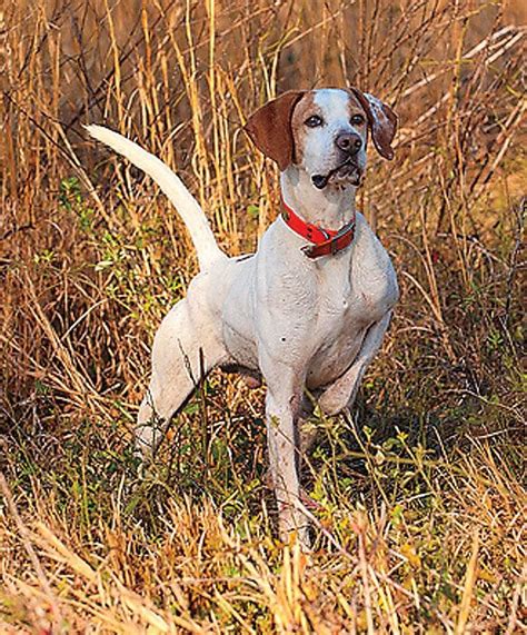 English Pointer http://www.turmericfordogs.com/blog | English Pointers ...