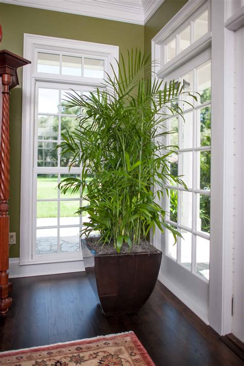 15 Air Purifying Plants You Need In Your Home - Hot Beauty Health