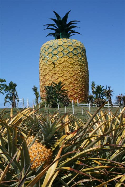 Top 10 Astonishing Facts about Big Pineapple, Bathurst - Discover Walks ...