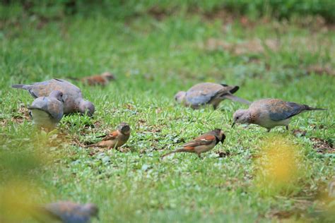 Birds Feeding In Garden Free Stock Photo - Public Domain Pictures