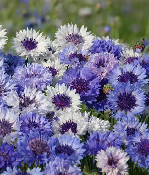 Bachelor's Button Seeds | 7 Cornflowers | Annual Flower Seeds