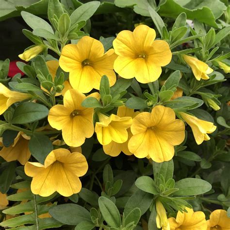 SUPERBELLS® Yellow Calibrachoa - Order Online