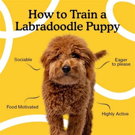 Are Labradoodles Good Guide Dogs