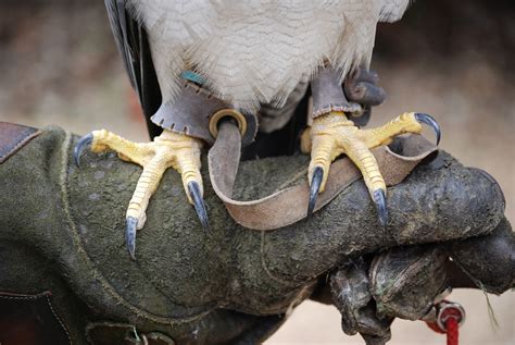 Birds With Talons The Garden and Patio Home Guide