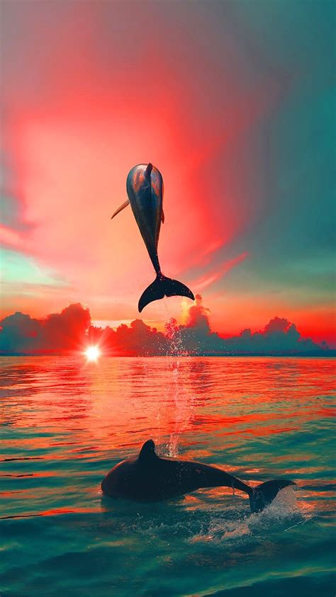 Sunset Dolphin Wallpaper - KoLPaPer - Awesome Free HD Wallpapers